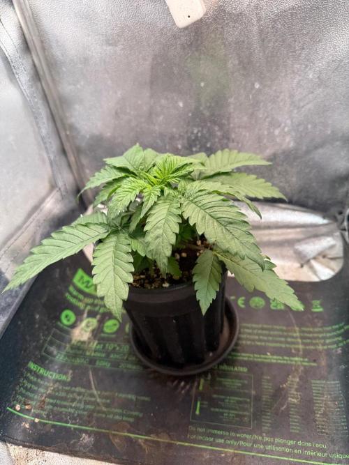 Time for Heavy Hitters. Week 3 - roots ready for more soil