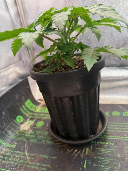 Time for Heavy Hitters. Week 3 - 8 Days in 1,3L 