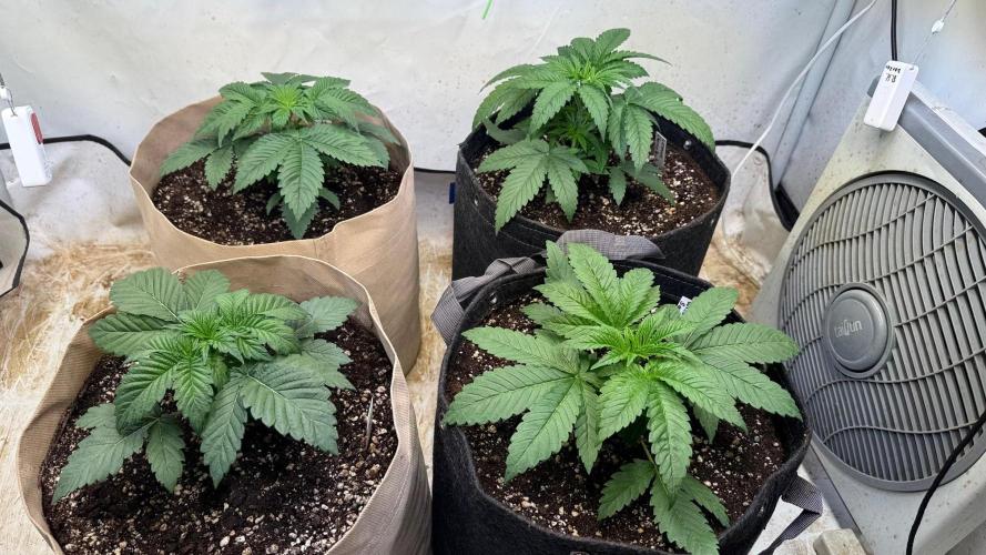 Time for Heavy Hitters. Week 3