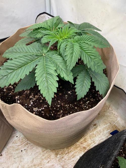 Time for Heavy Hitters. Week 3