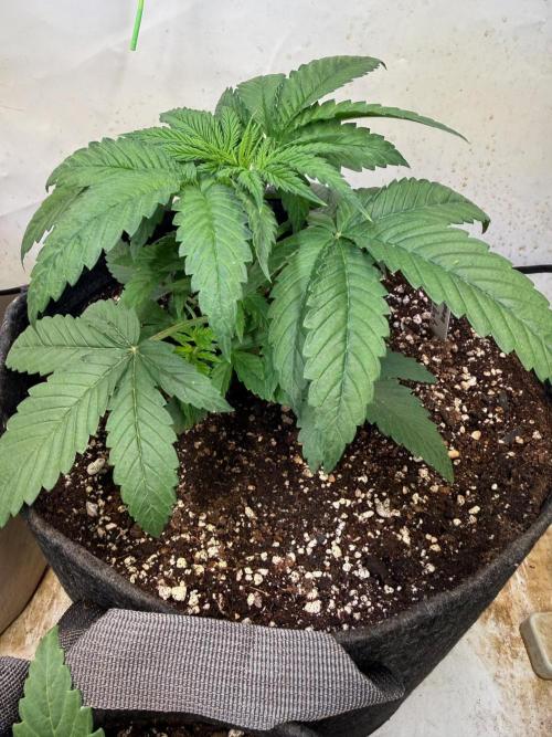 Time for Heavy Hitters. Week 3