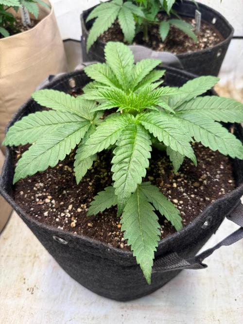 Time for Heavy Hitters. Week 3