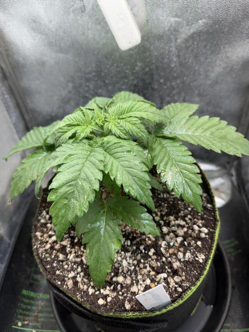 Another Beauty ??. Week 3