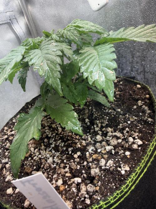 Another Beauty ??. Week 3