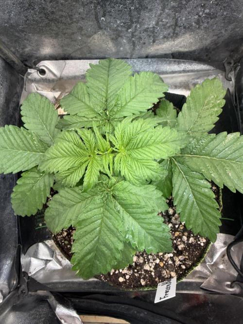 Another Beauty ??. Week 3