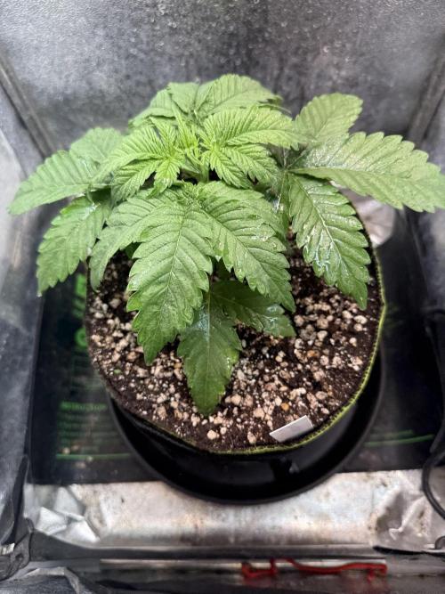 Another Beauty ??. Week 3