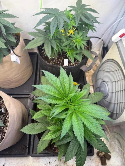 Time for Heavy Hitters. Week 4