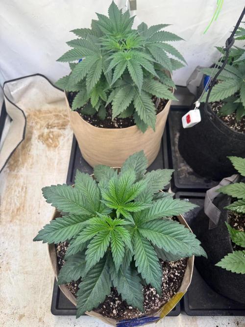 Time for Heavy Hitters. Week 4