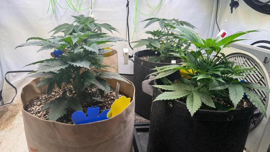 Time for Heavy Hitters. Week 4