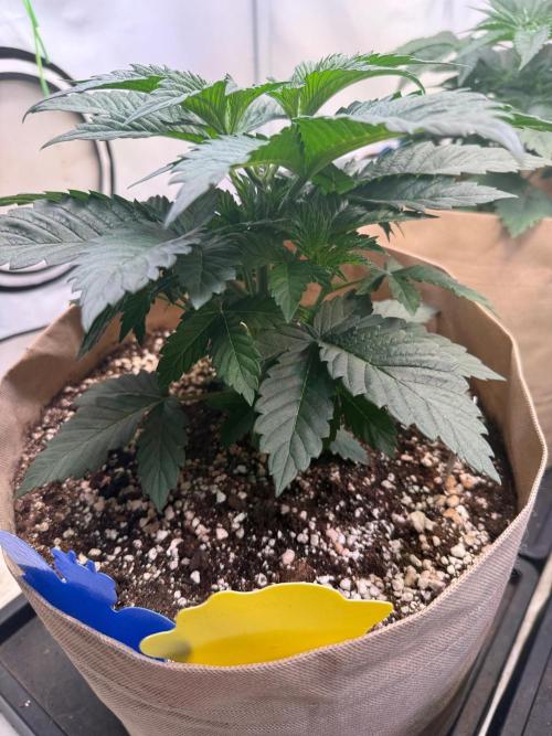 Time for Heavy Hitters. Week 4 - Super Boof