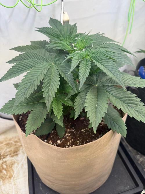 Time for Heavy Hitters. Week 4 - Dantes Inferno