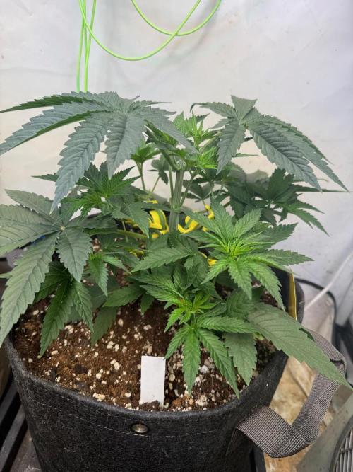 Time for Heavy Hitters. Week 4 - Lemon Cherry Runtz