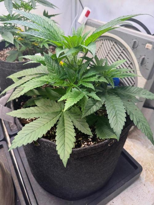 Time for Heavy Hitters. Week 4 - Wildberrs Sours 
(GG4 x Purple Punch)