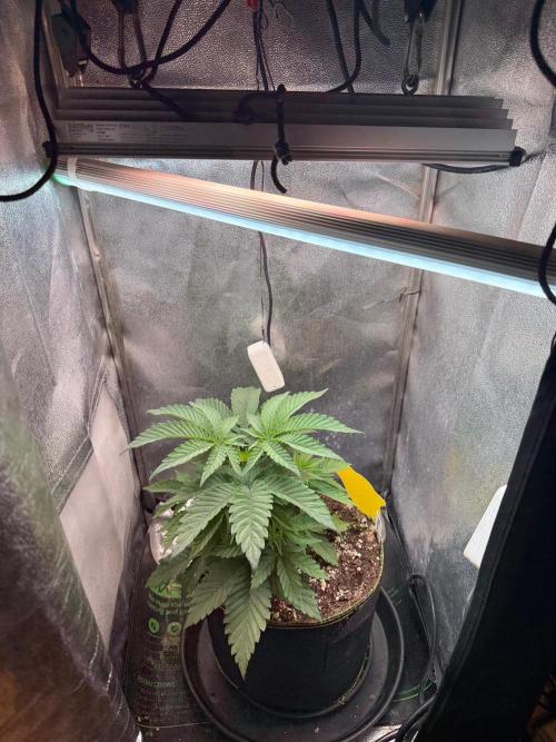 Another Beauty ??. Week 4 - 54w full spectrum LED Sanlight Stixx + 24W Veg LED with blue spec.