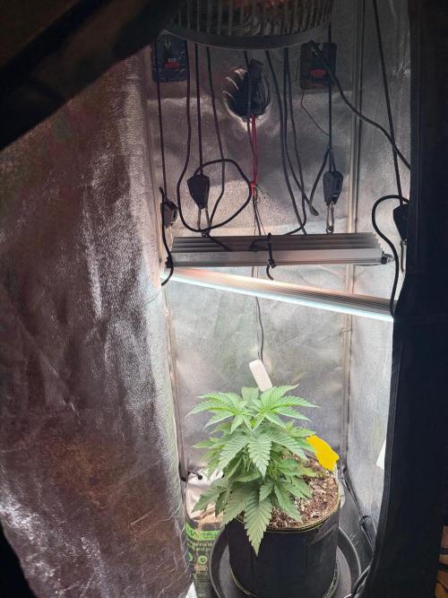 Another Beauty ??. Week 4 - Double LED * osz.Fan at the top. 100mm exaust with carbon Filter . Cheap Amazon 