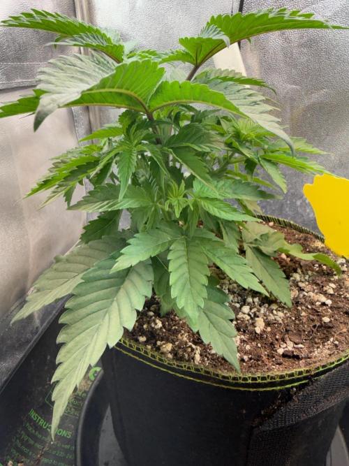 Another Beauty ??. Week 4 - nice  Bushy