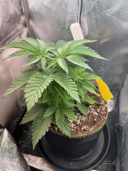 Another Beauty ??. Week 4