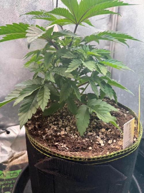 Another Beauty ??. Week 4