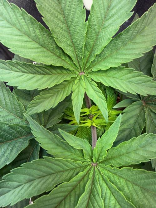 Another Beauty ??. Week 4 - first Topping