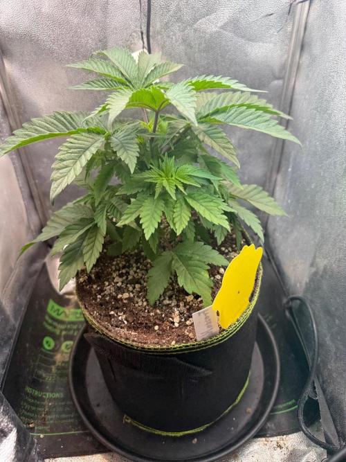 Another Beauty ??. Week 4