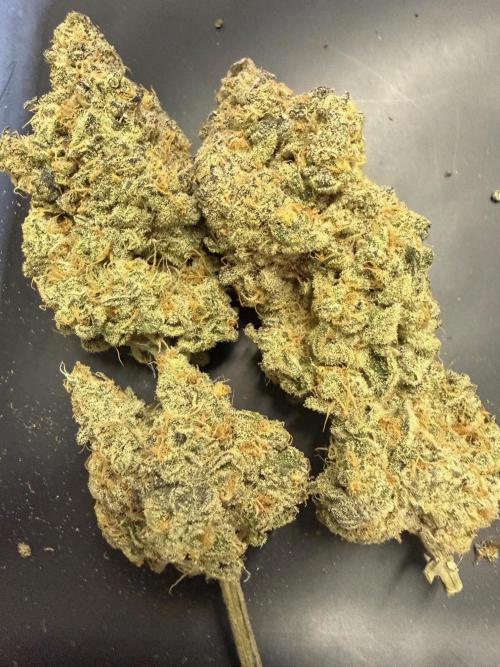 All about Terps. Week 19