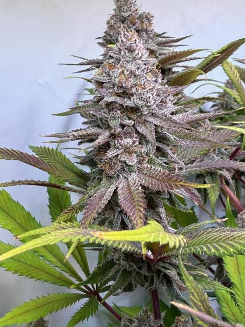 All about Terps. Week 19