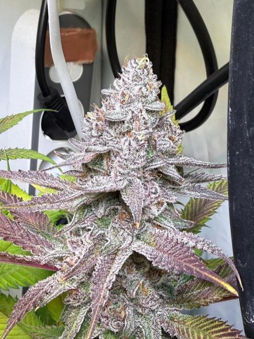 All about Terps. Week 19