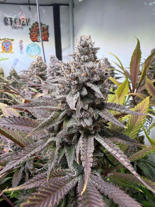 All about Terps. Week 19