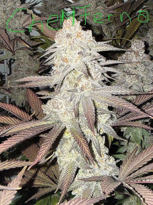 All about Terps. Week 19