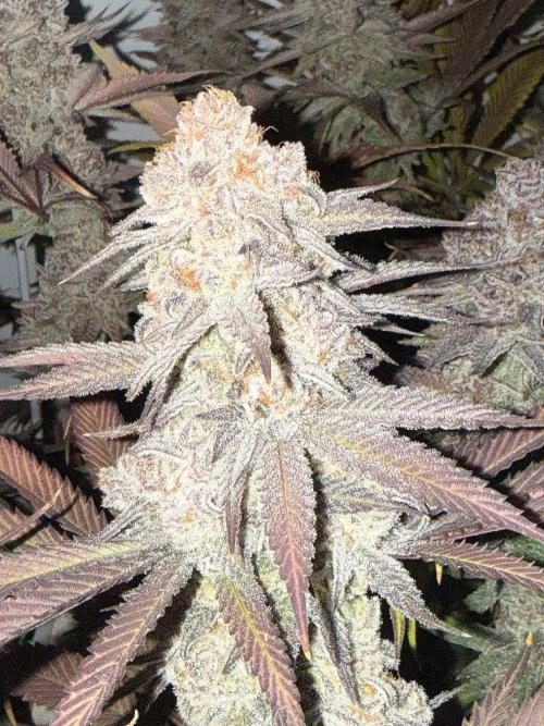 All about Terps. Week 19