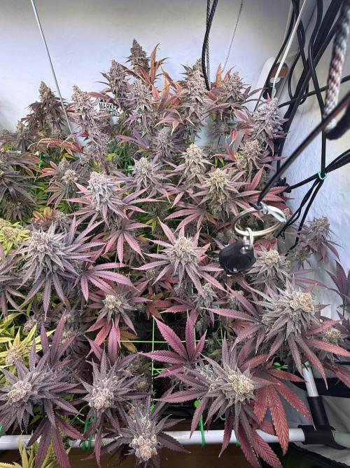 All about Terps. Week 19