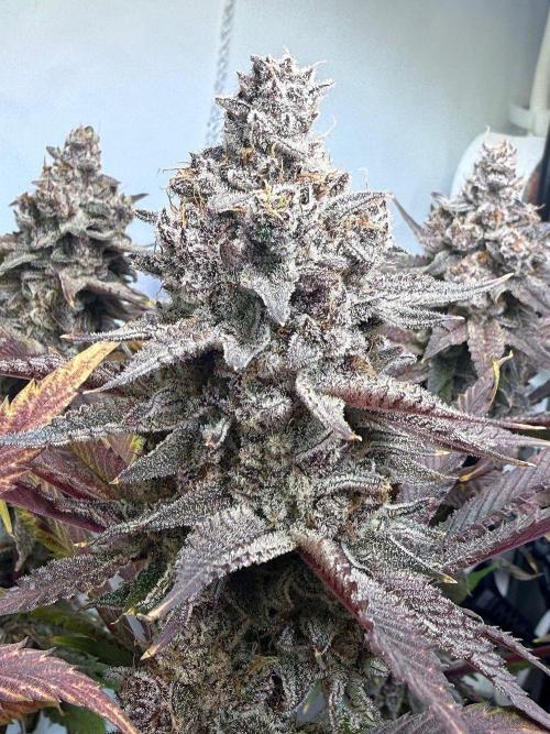 All about Terps. Week 19