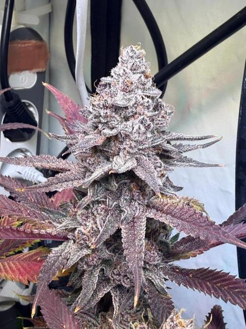 All about Terps. Week 19