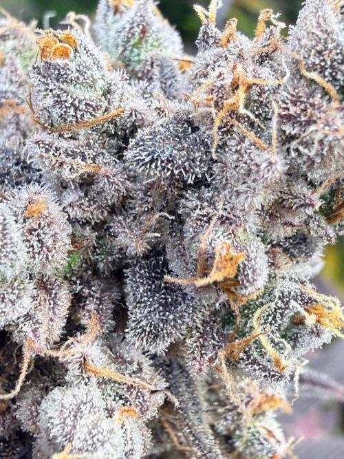 All about Terps. Week 19