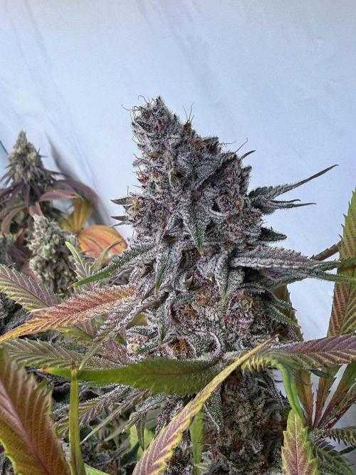 All about Terps. Week 19