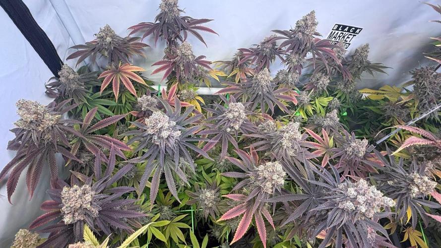 All about Terps. Week 19