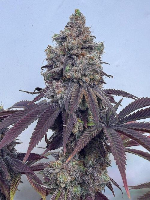 All about Terps. Week 19