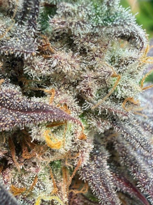 All about Terps. Week 19