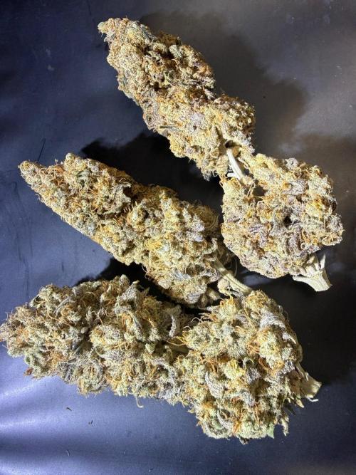 All about Terps. Week 19