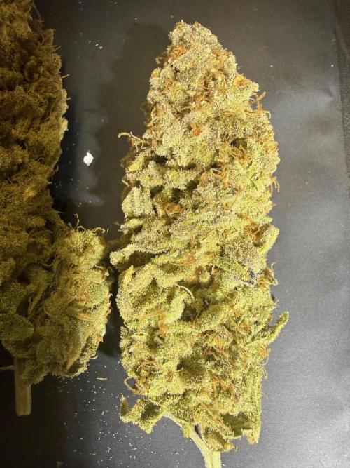 All about Terps. Week 19