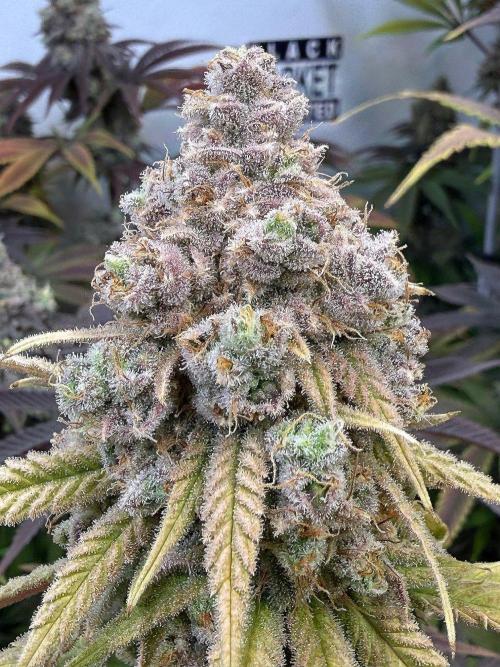 All about Terps. Week 19