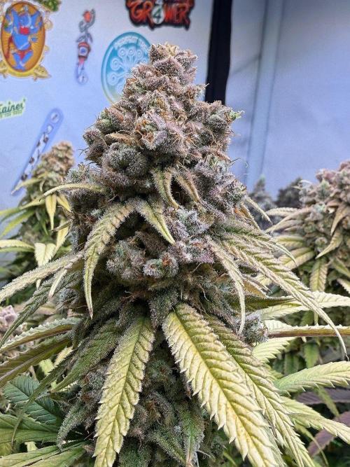 All about Terps. Week 19