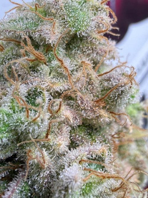 All about Terps. Week 19