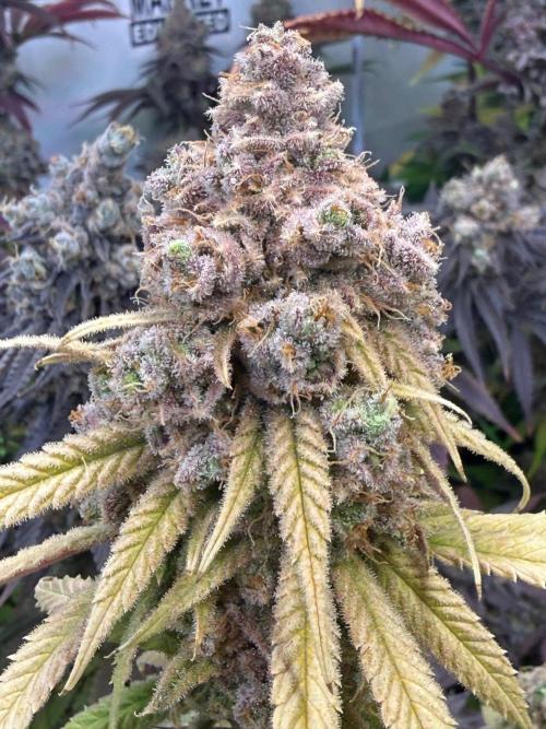 All about Terps. Week 19