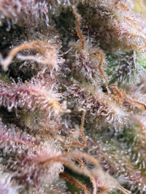 All about Terps. Week 19