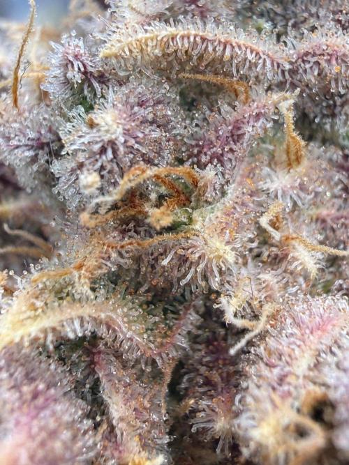 All about Terps. Week 19