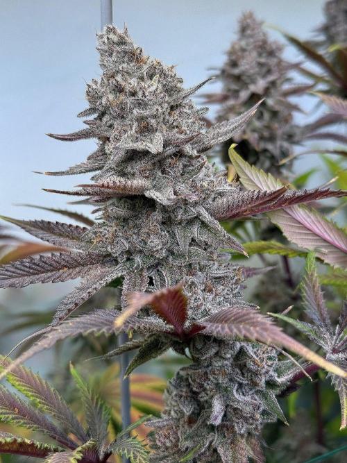 All about Terps. Week 19