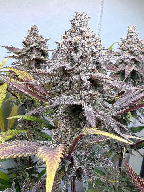 All about Terps. Week 19