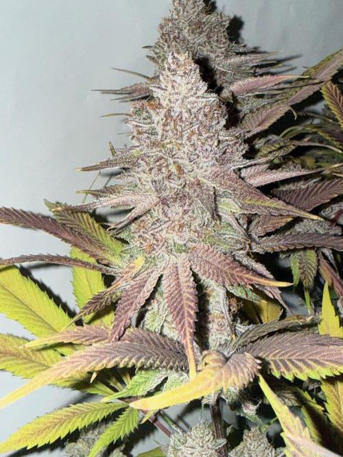 All about Terps. Week 19