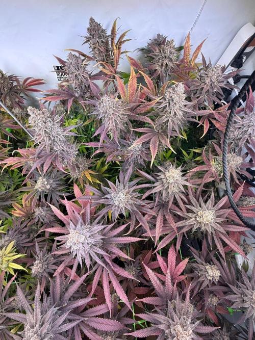 All about Terps. Week 19